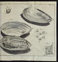 An illustration from Leeuwenhoeks werken (1684)