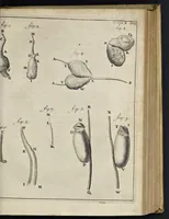 An illustration from Leeuwenhoeks werken (1684)
