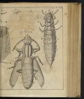 An illustration from Leeuwenhoeks werken (1684)