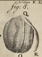 Picture 12 of 33 from Leeuwenhoeks werken (1684), leaf 282
