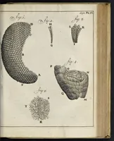 An illustration from Leeuwenhoeks werken (1684)