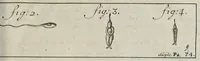 An illustration from Leeuwenhoeks werken (1684)