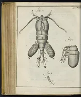 An illustration from Leeuwenhoeks werken (1684)