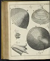 An illustration from Leeuwenhoeks werken (1684)