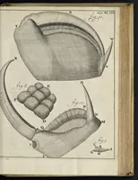 An illustration from Leeuwenhoeks werken (1684)