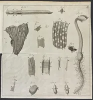 An illustration from Leeuwenhoeks werken (1684)