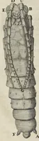 An illustration from Leeuwenhoeks werken (1684)