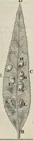 An illustration from Leeuwenhoeks werken (1684)