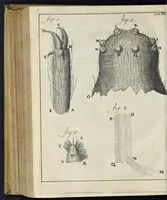 An illustration from Leeuwenhoeks werken (1684)