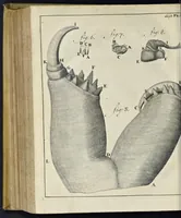 An illustration from Leeuwenhoeks werken (1684)