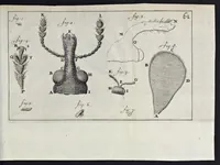 An illustration from Leeuwenhoeks werken (1684)
