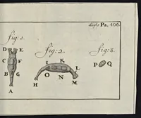 Picture 31 of 33 from Leeuwenhoeks werken (1684), leaf 842