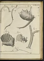 An illustration from Leeuwenhoeks werken (1684)