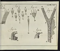 Picture 33 of 33 from Leeuwenhoeks werken (1684), leaf 888