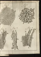 An illustration from Leeuwenhoeks werken (1684)