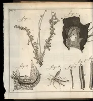 An illustration from Leeuwenhoeks werken (1684)