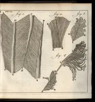 Picture 9 of 30 from Leeuwenhoeks werken (1684), leaf 180