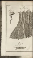 An illustration from Leeuwenhoeks werken (1684)