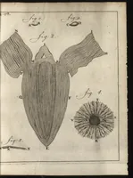 Picture 11 of 30 from Leeuwenhoeks werken (1684), leaf 218