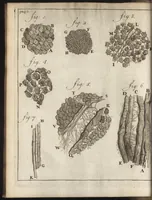 An illustration from Leeuwenhoeks werken (1684)
