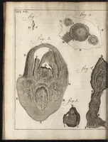 An illustration from Leeuwenhoeks werken (1684)