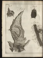 An illustration from Leeuwenhoeks werken (1684)
