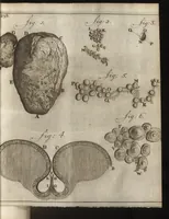 An illustration from Leeuwenhoeks werken (1684)