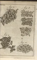 An illustration from Leeuwenhoeks werken (1684)