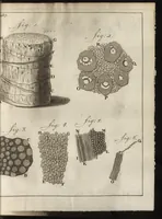 An illustration from Leeuwenhoeks werken (1684)