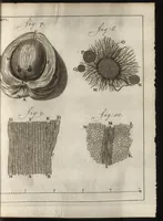 An illustration from Leeuwenhoeks werken (1684)