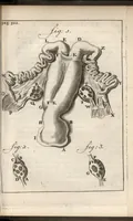 An illustration from Leeuwenhoeks werken (1684)