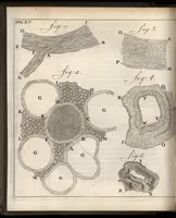 An illustration from Leeuwenhoeks werken (1684)