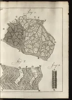 An illustration from Leeuwenhoeks werken (1684)