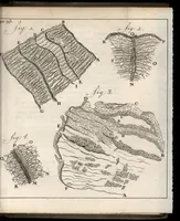 An illustration from Leeuwenhoeks werken (1684)
