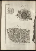 Picture 23 of 30 from Leeuwenhoeks werken (1684), leaf 403