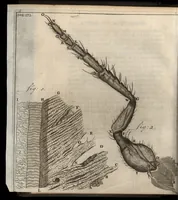 An illustration from Leeuwenhoeks werken (1684)