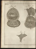 Picture 28 of 30 from Leeuwenhoeks werken (1684), leaf 451