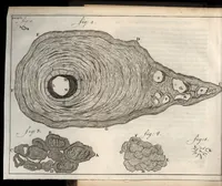 An illustration from Leeuwenhoeks werken (1684)