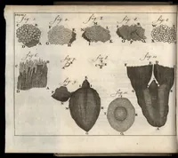 Picture 4 of 30 from Leeuwenhoeks werken (1684), leaf 51