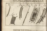 Picture 5 of 30 from Leeuwenhoeks werken (1684), leaf 75