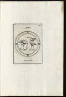 Picture 210 of 216 from Le gemme antiche figurate (1700), leaf 498