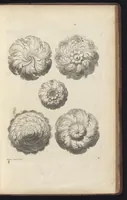 Picture 26 of 34 from Diuers ornements d'architecture, recueillis et dessegnes apres l'antique (1658), leaf 100
