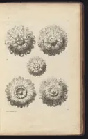 Picture 27 of 34 from Diuers ornements d'architecture, recueillis et dessegnes apres l'antique (1658), leaf 102