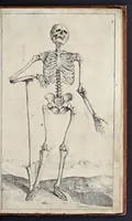 An illustration from Anatomie der wtterlicke deelen van het menschelick lichaem : dienende om te verstaen, ende volkomentlick wt te beelden alle beroerlicheit des selven lichaems (1634)