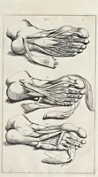 An illustration from Anatomie der wtterlicke deelen van het menschelick lichaem : dienende om te verstaen, ende volkomentlick wt te beelden alle beroerlicheit des selven lichaems (1634)
