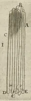 An illustration from Leeuwenhoeks werken (1684)