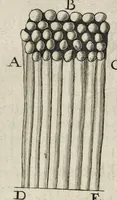 An illustration from Leeuwenhoeks werken (1684)