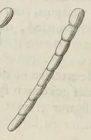 Picture 9 of 27 from Leeuwenhoeks werken (1684), leaf 275
