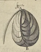 An illustration from Leeuwenhoeks werken (1684)