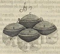 Picture 19 of 27 from Leeuwenhoeks werken (1684), leaf 447